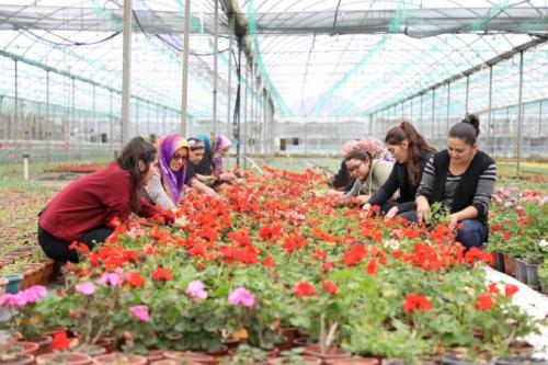 Mulal iftiye Alm Garantili Ss Bitkisi Destei 